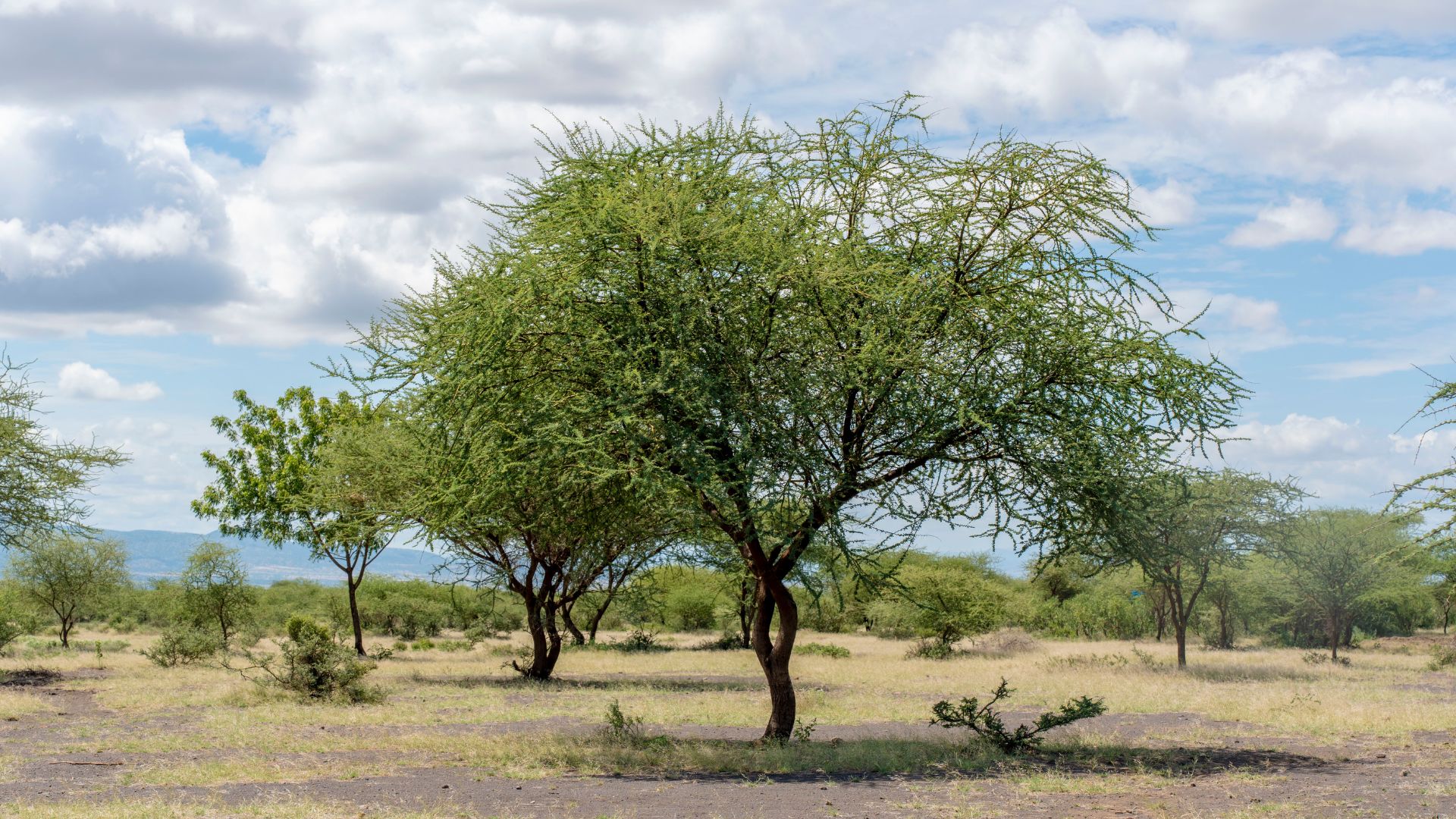Social-enterprise-tree