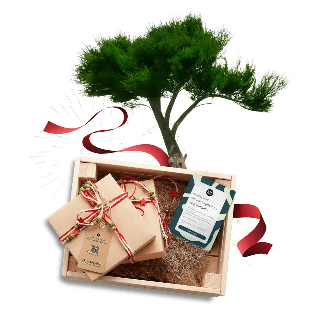 Christmas_Box_2 1 (1)