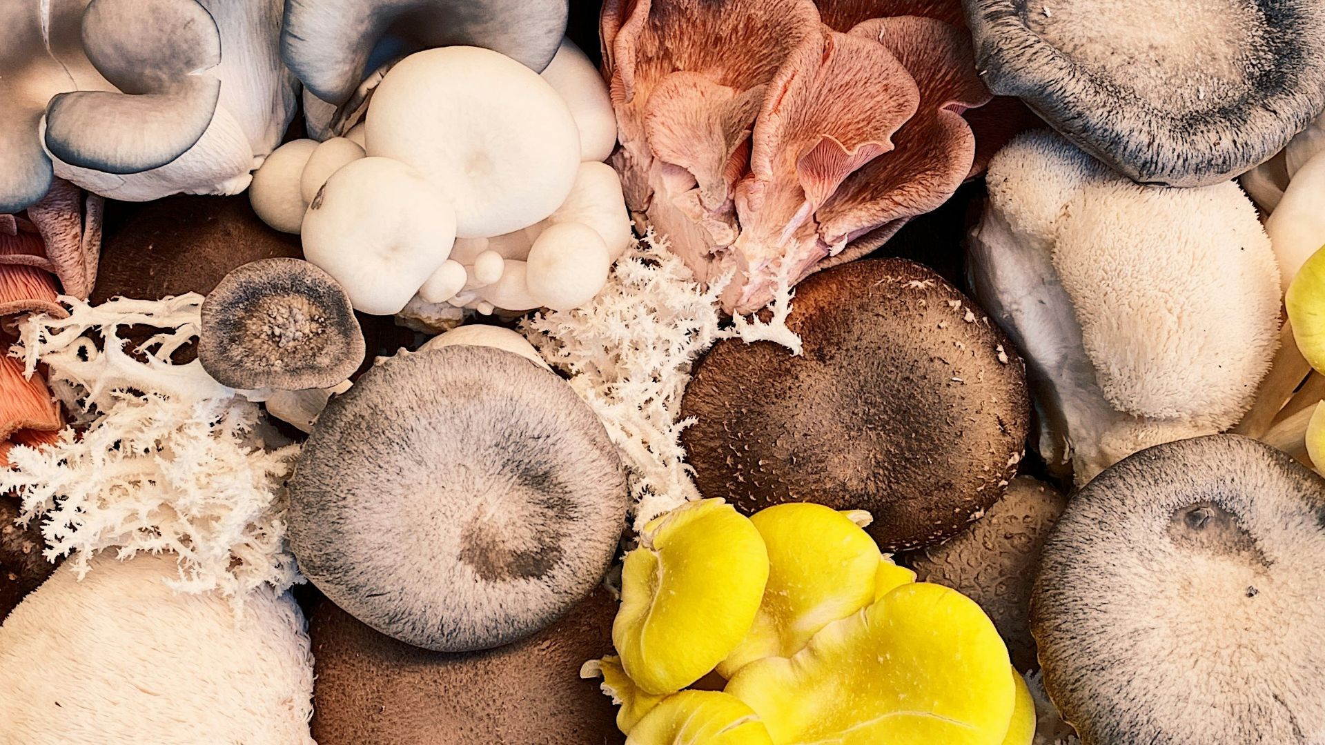 funghi-friends