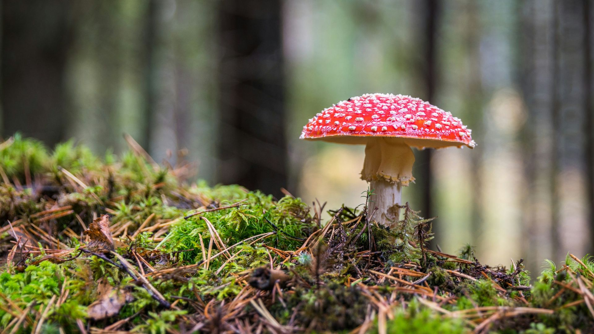 fungi-friends