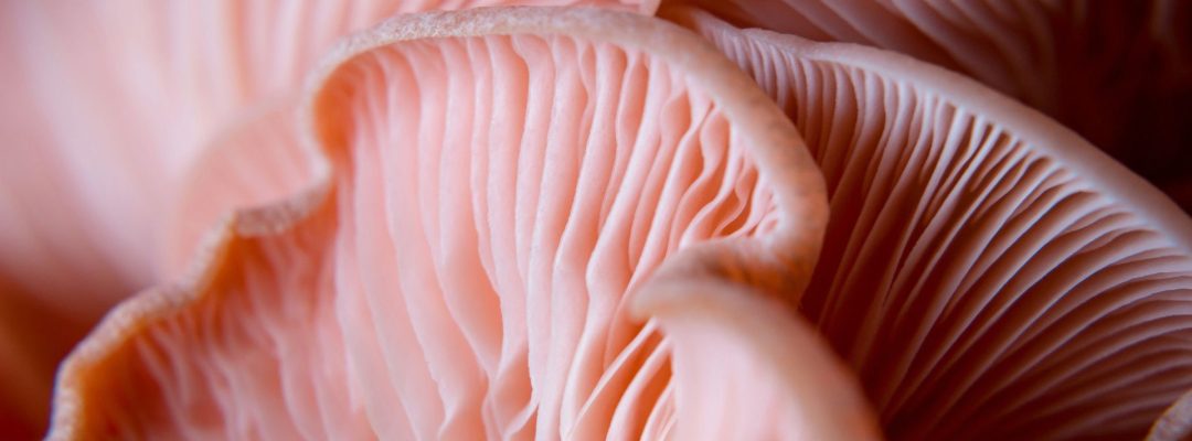 fungi