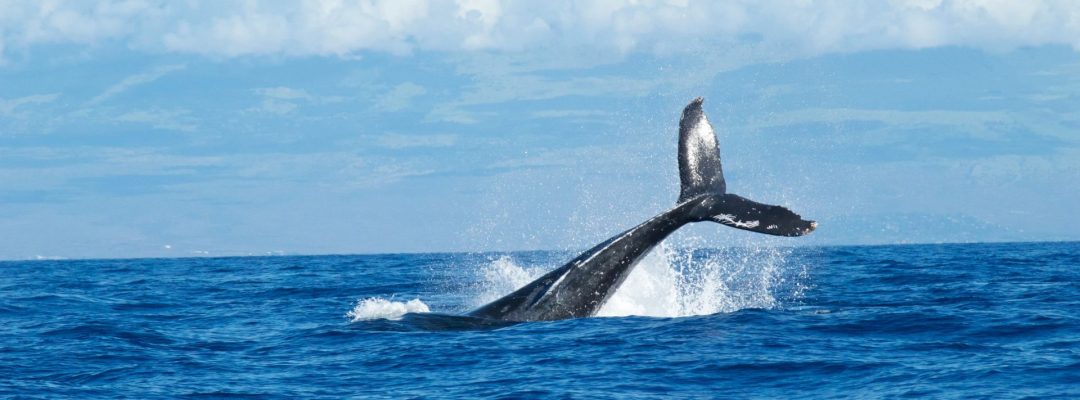 whale-dies-new-life-borns whale-dies-new-life-borns